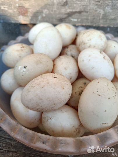 Яйцо домашнее утиное в инкубатор