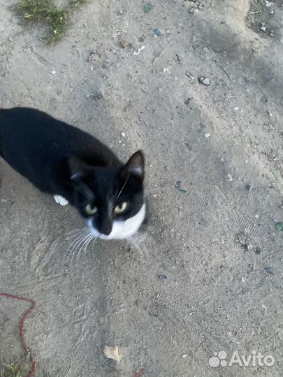 Очень ласковый котик ищет дом