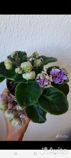 Сортовые фиалки