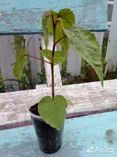 Гибискус травянистый