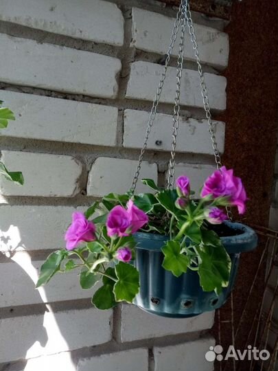 Плющелистная пеларгония