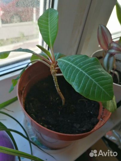 Домашние цветы в горшках