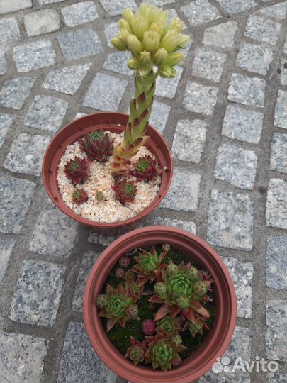 Очиток, молодило