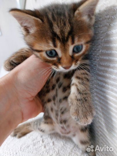 Бенгальский котик