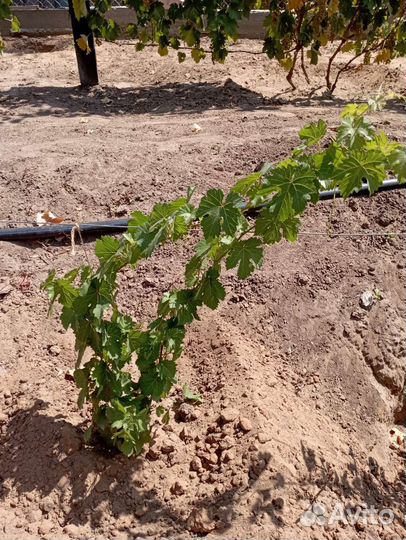 Саженцы винограда однолетние на осень 2023 г