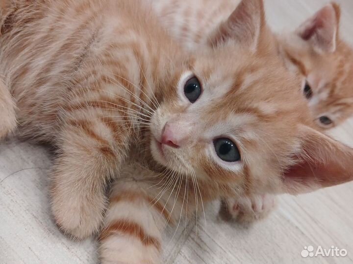 Котята рыжие, все мальчик