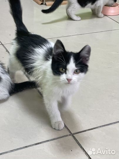 Отдаем котят в добрые руки