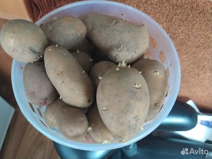 Продам картофель