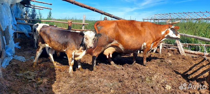 Корова с теленком бычок