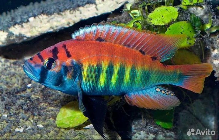 Аквариумные рыбы