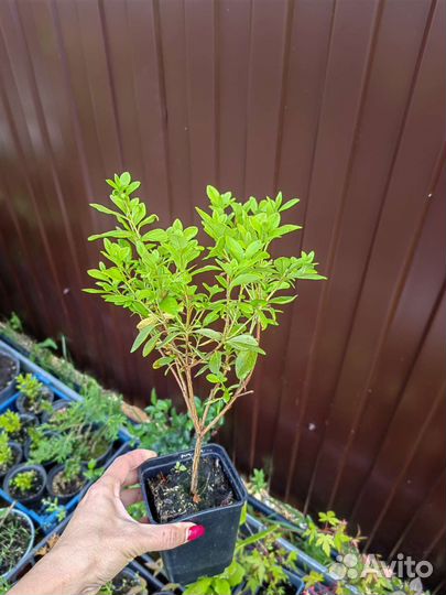 Рододендрон в ассортименте