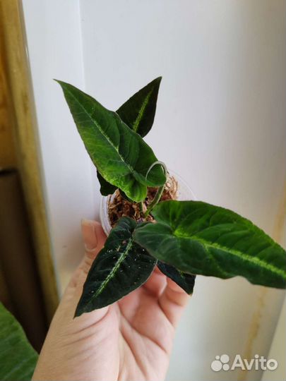 Сингониум райли (болотный)