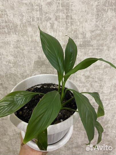 Спатифиллум