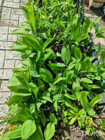 Ландыш садовый