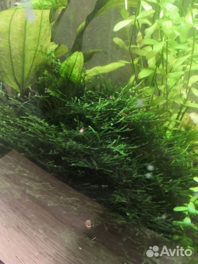 Аквариумные растения