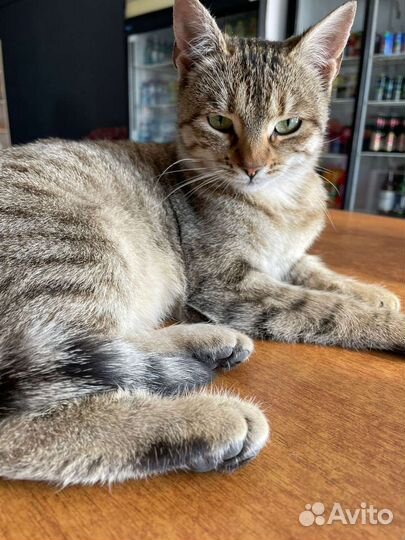 Кошка в дар