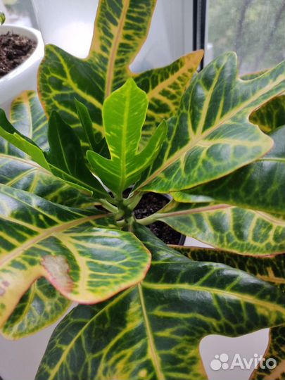 Кодиеум кротон