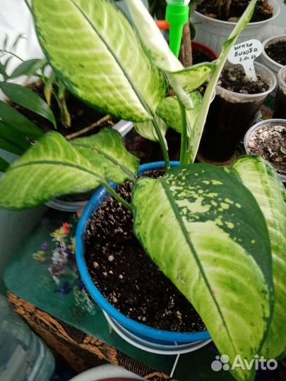 Диффенбахия