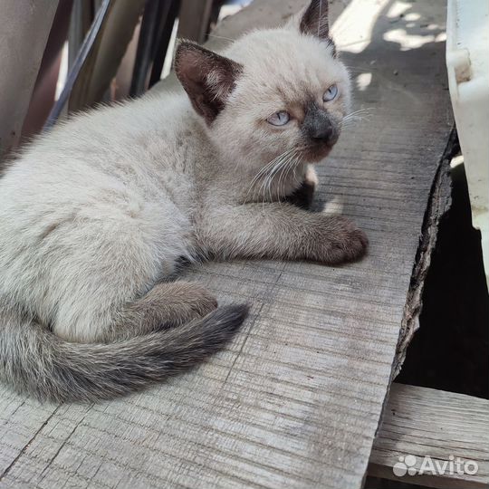 Отдам в добрые руки