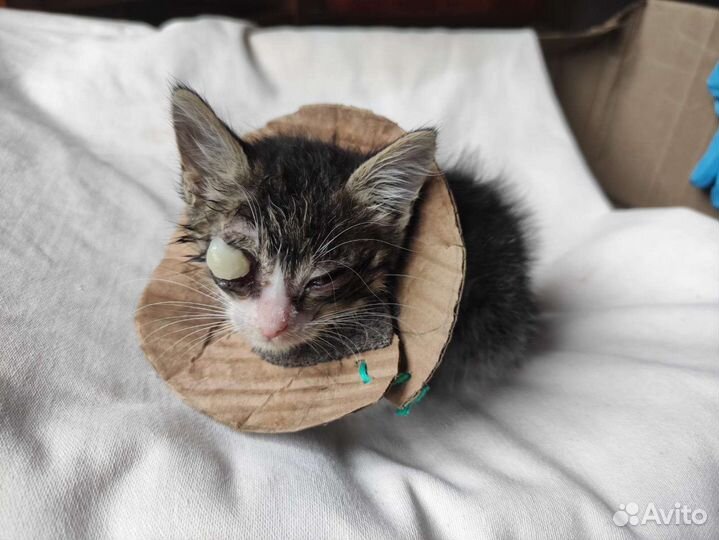 Очаровательный котенок 2 месяца в добрые руки