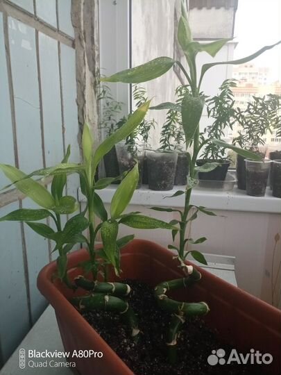 Бамбук Лаки (спираль)