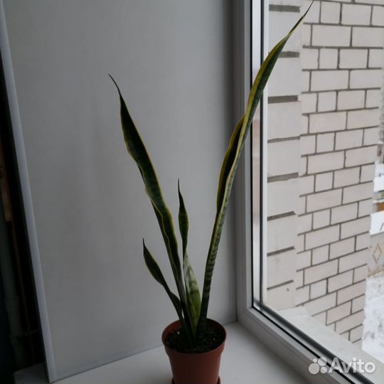 Сансевиерия, комнатные растения