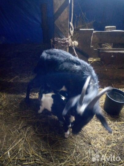 Козел,коза, козлята