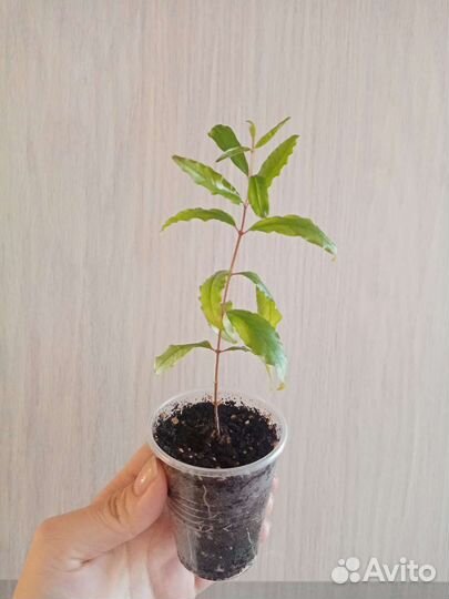 Карликовый гранат