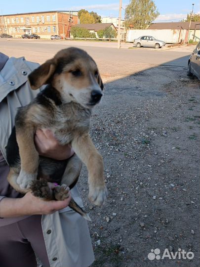Щенок в добрые руки
