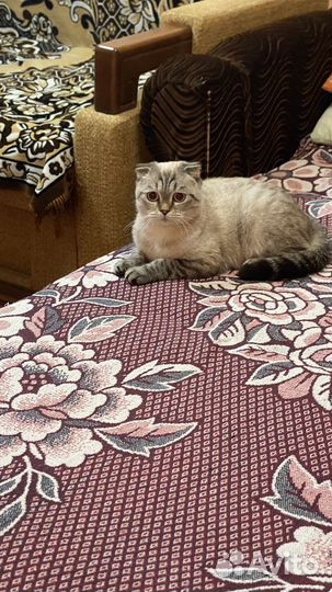 Кошечка вислоухая