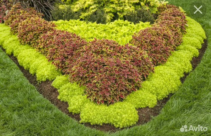 Седум Лемон коралл