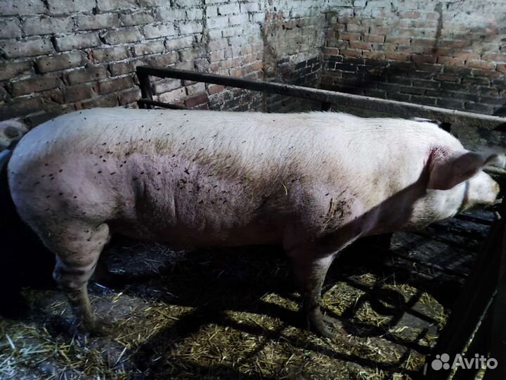 Хряк на племя