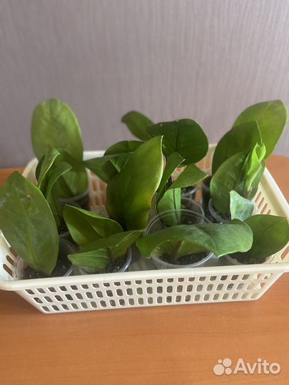 Замиокулькас