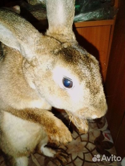 Кролики мясных пород