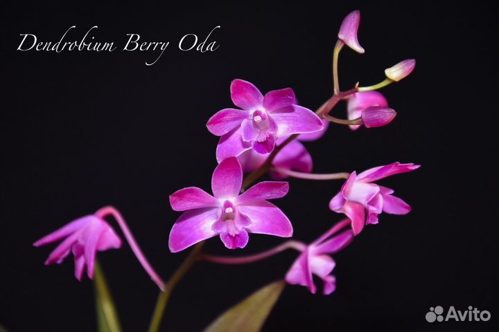 Dendrobium Berry Oda