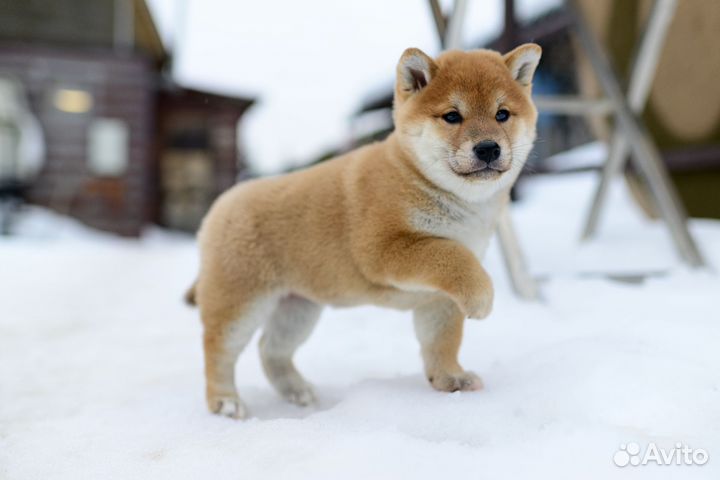 Щенки сиба ину
