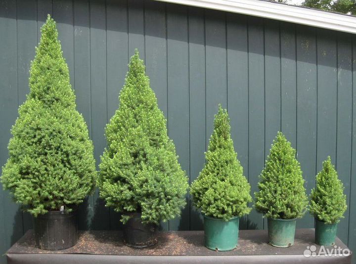 Ель канадская саженцы Коника из питомника