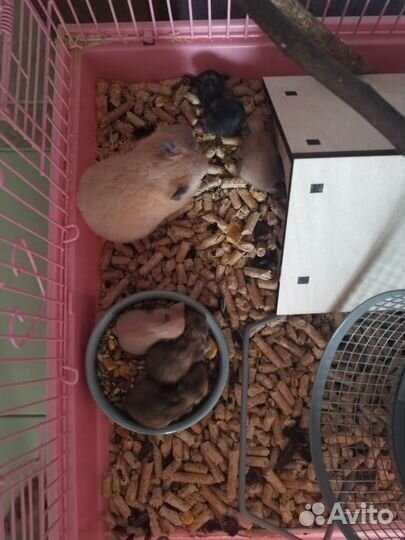 Сирийский хомяк