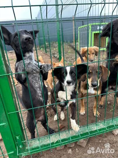 Собака подросток в добрые руки