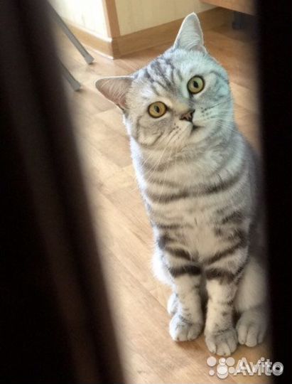 Вязка с шотландским котиком