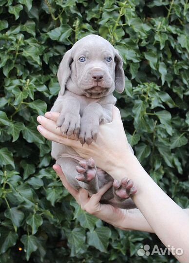 Веймарашки