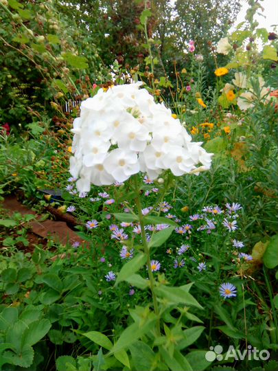 Флоксы на посадку и на срез