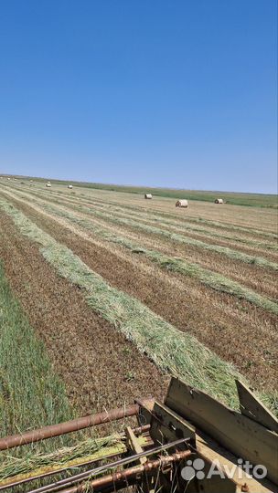 Продам сено в рулонах