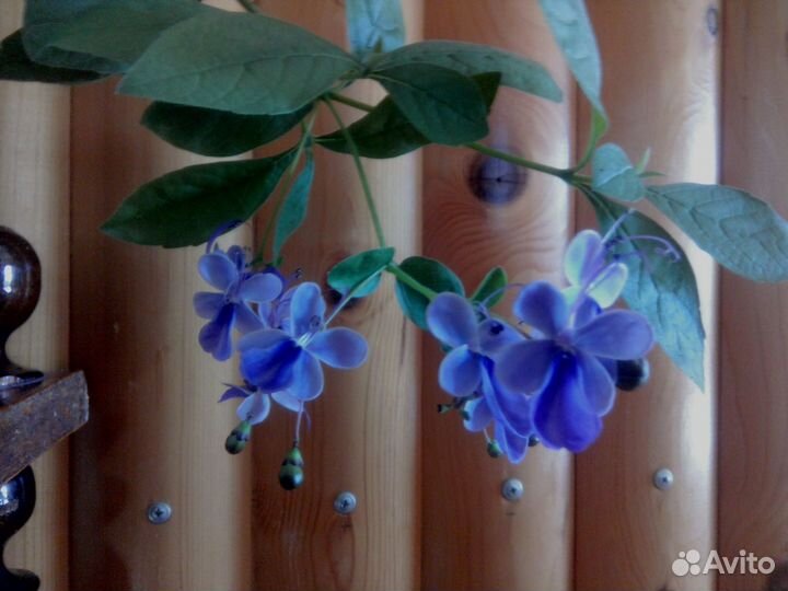 Клеродендрум угандийский (голубые бабочки)