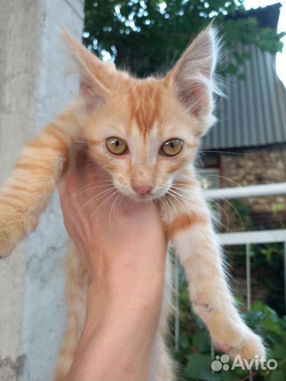 Рыжий котенок в добрые руки бесплатно