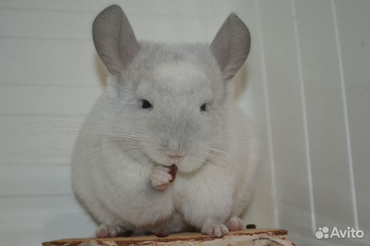 Шиншиллы носители ангоры девочки