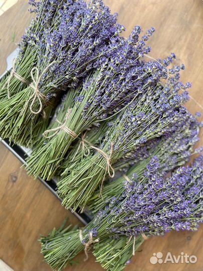 Лаванда сухоцвет