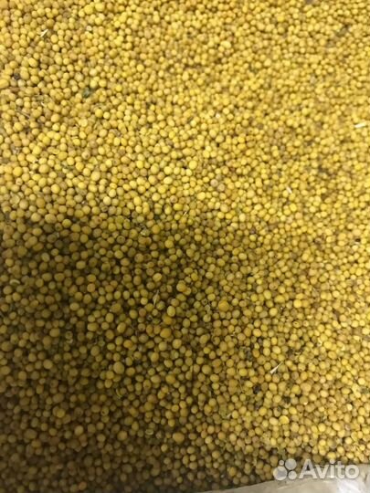 Горчица / Семена горчицы