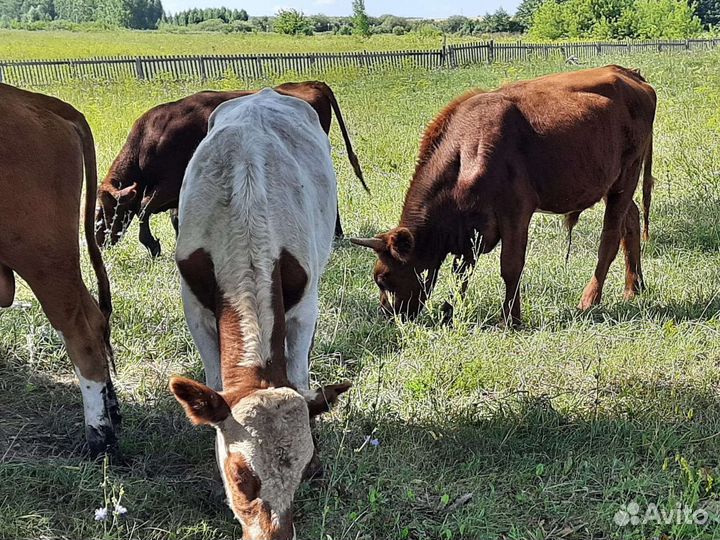 Бычки С личной фермы