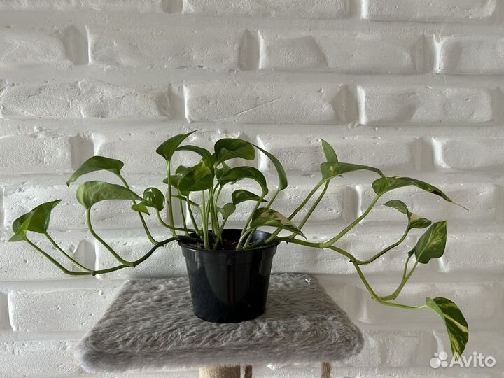 Сциндапсус золотистый